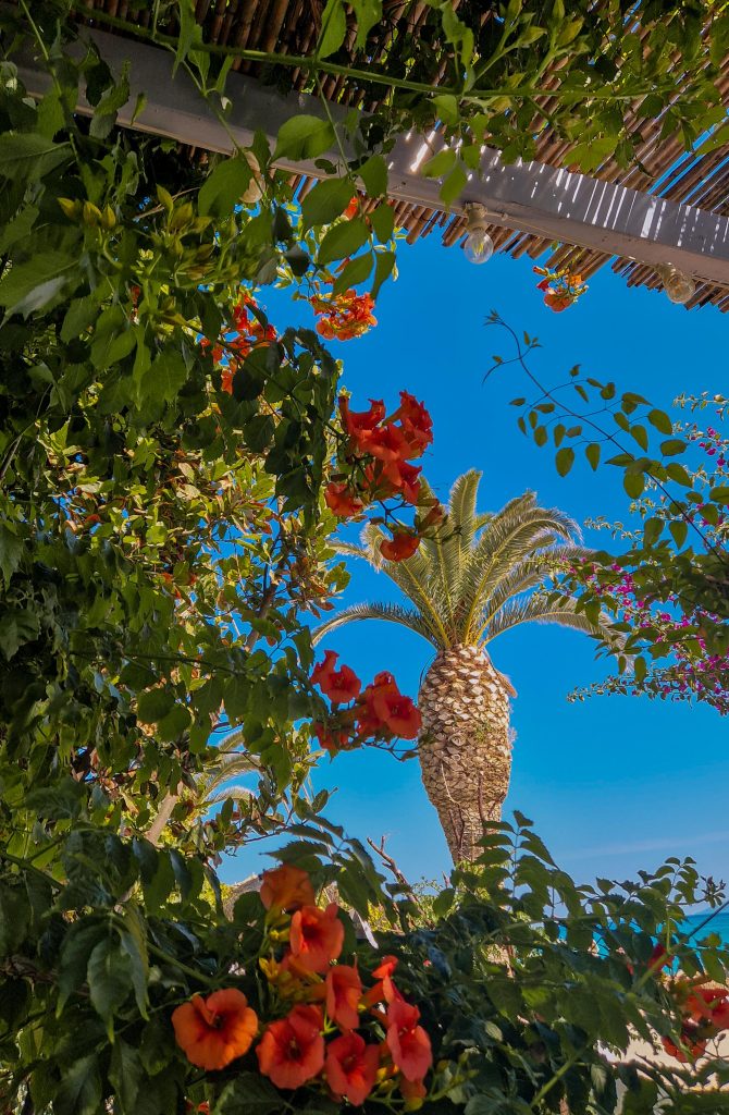 Palma vor blauem Himmel in Kefalonia